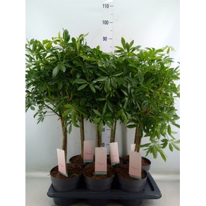 Schefflera arbor. 'Luseana'