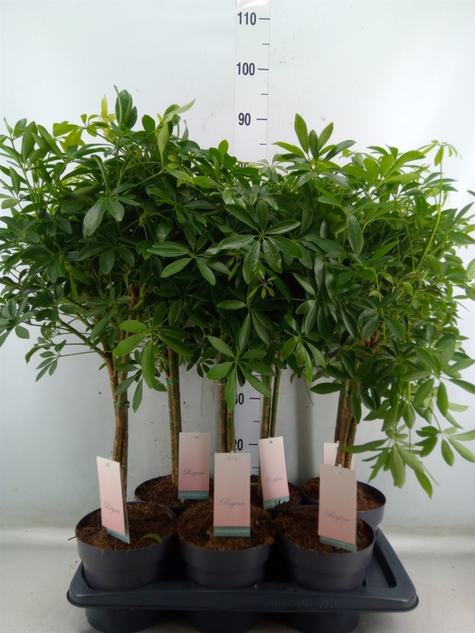 <h4>Schefflera arbor. 'Luseana'</h4>