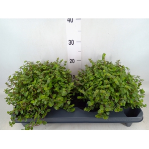 Callisia repens