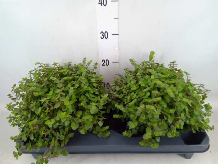 <h4>Callisia repens</h4>
