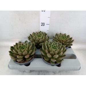 Echeveria   ...not flowering