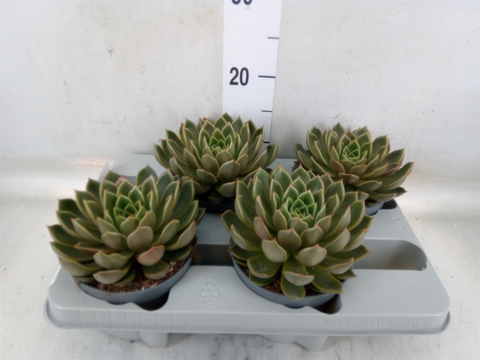 <h4>Echeveria   ...not flowering</h4>
