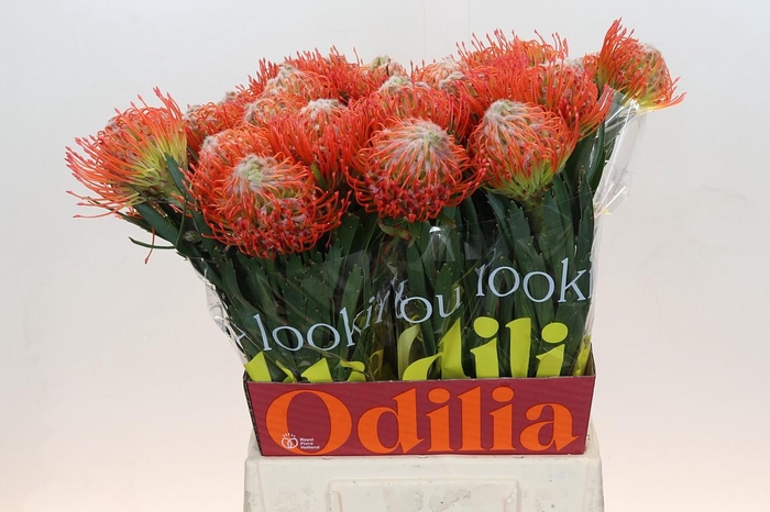 <h4>Nutans Tango</h4>