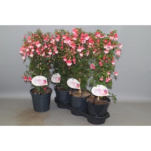 FUCHSIA OV