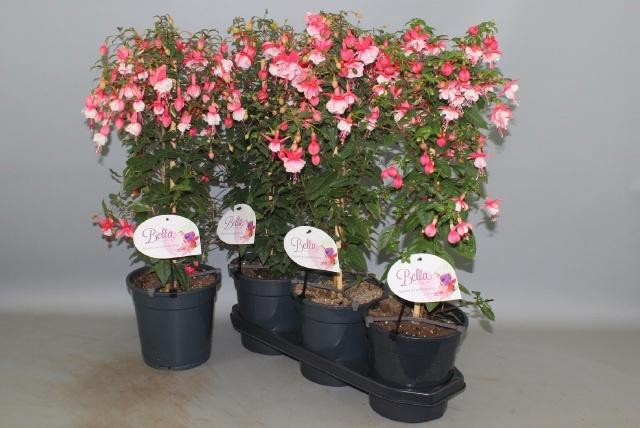 <h4>FUCHSIA OV</h4>