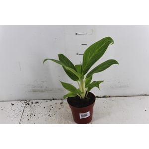 AGLAONEMA QUEEN P12