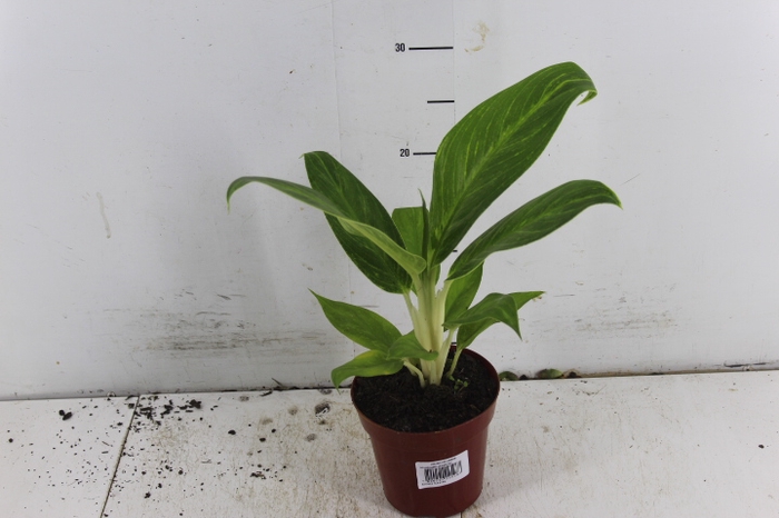 AGLAONEMA QUEEN P12