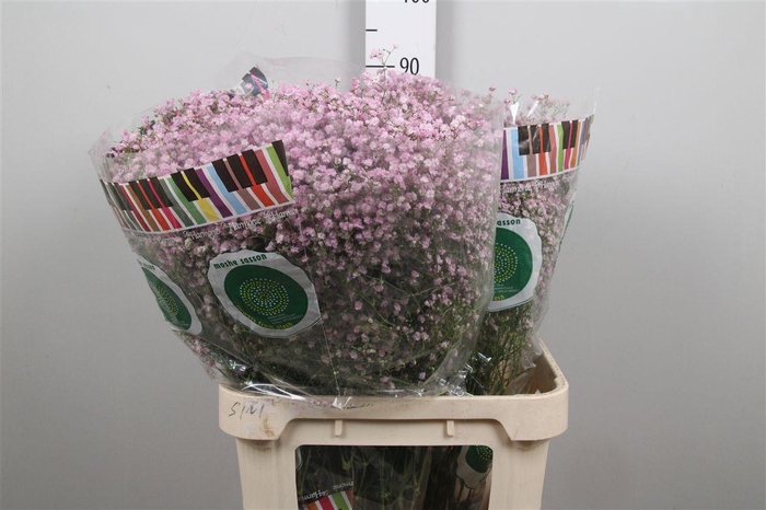 <h4>Gyps Pa My Pink</h4>