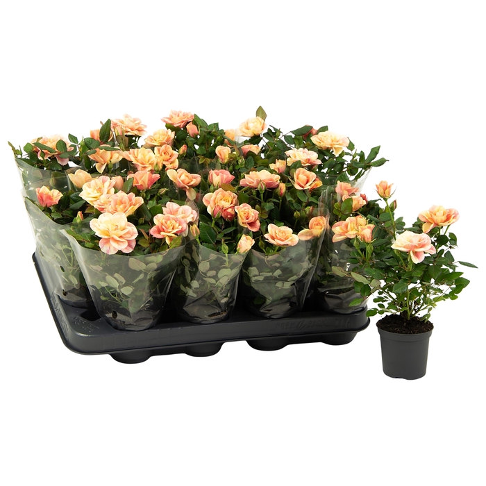 <h4>Nolina Roses Ø 7 cm. Gosia Blano sleeve</h4>