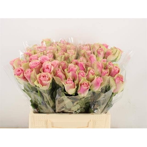 R GR BELLE ROSE