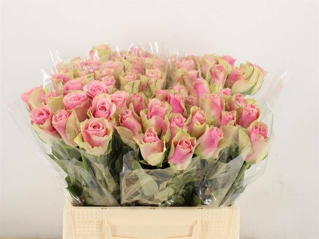 <h4>R GR BELLE ROSE</h4>