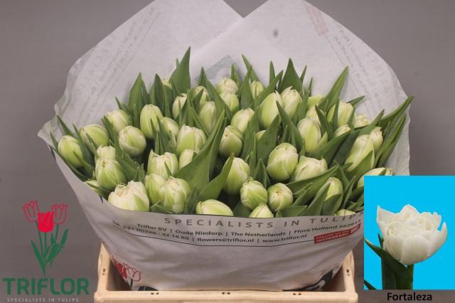 <h4>TU DU FORTALEZA</h4>