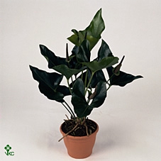 Anthurium Arrow Plant