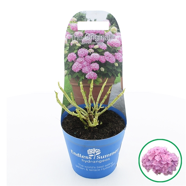 <h4>Hydrangea macr. Endless Summer® 'The Original' Roze C2 (17cm.) Potcover</h4>