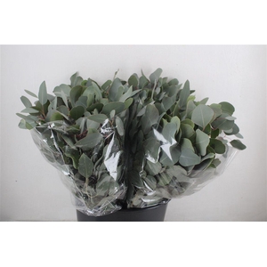 Euca Populus Short 150gr P Bunch