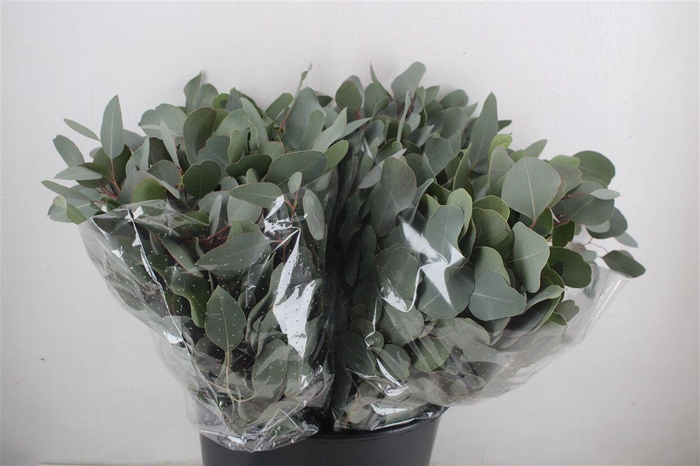 <h4>Euca Populus Short 150gr P Bunch</h4>