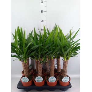 Yucca   ...