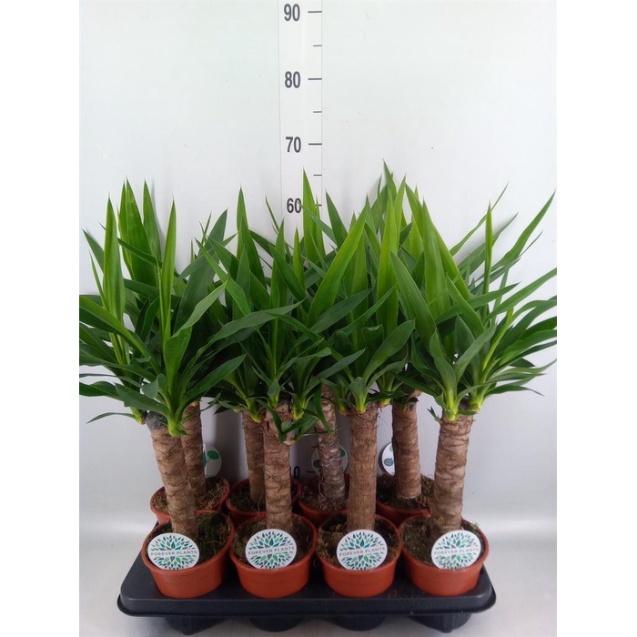 <h4>Yucca   ...</h4>