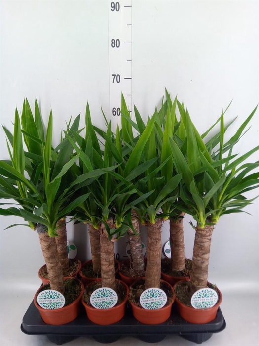 <h4>Yucca ...</h4>
