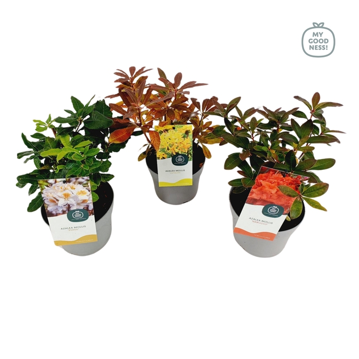 <h4>Azalea Mollis 40 /C2 'Mix'</h4>