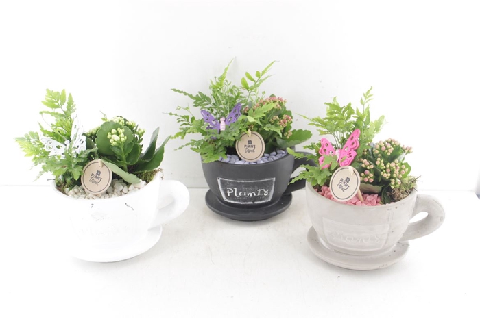 <h4>Arr2 Pl Cup Of Plants - Mix</h4>