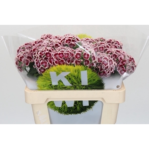 Dianthus Br Kiwi Maroon XXL