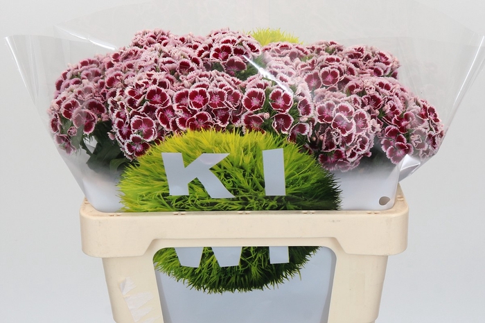 <h4>Dianthus Br Kiwi Maroon XXL</h4>