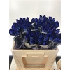 R Gr Special Blue