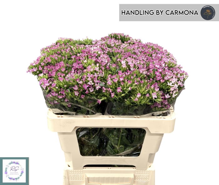 <h4>DI BARB AM ROSE</h4>