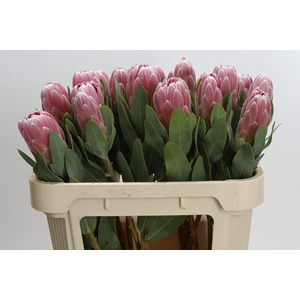Protea Penny Pink