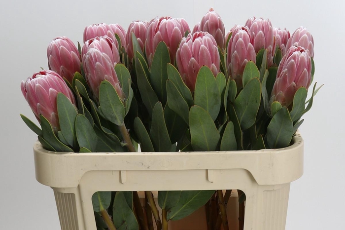<h4>Protea Penny Pink</h4>