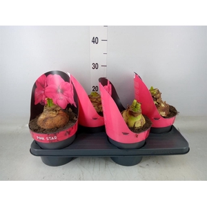 Hippeastrum GA 'Lagoon'