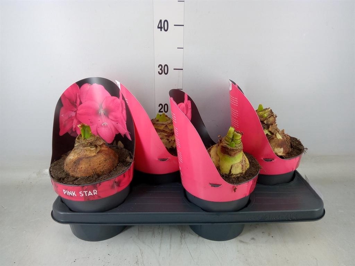 <h4>Hippeastrum GA 'Lagoon'</h4>