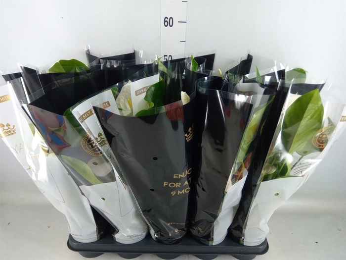 <h4>Anthurium andr. 'Artica'</h4>