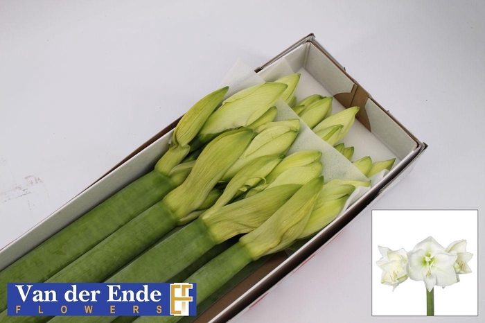 <h4>HIPP GA MONT BLANC</h4>