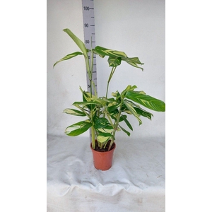 Ctenanthe Golden Mosiac