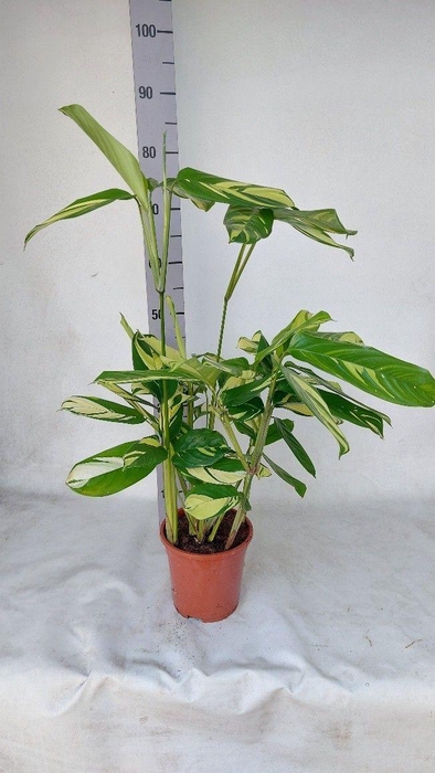 <h4>Ctenanthe Golden Mosiac</h4>