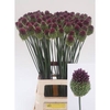 Allium Sphaerocephalon