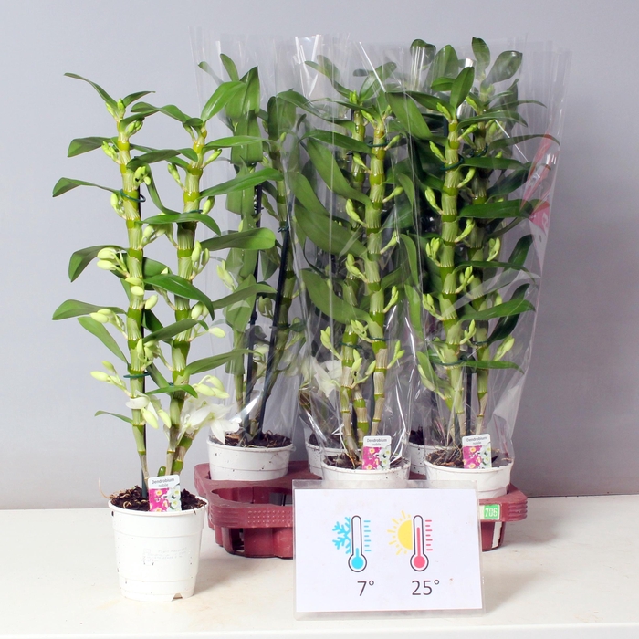 <h4>DENDR N SC APOLLON</h4>