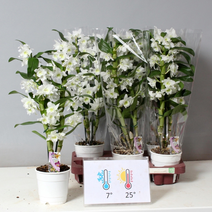 <h4>DEND NOBILE</h4>