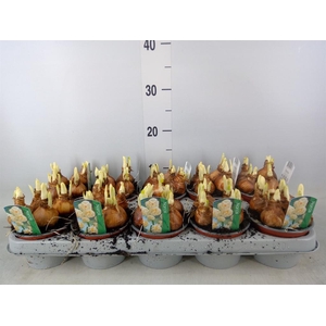 Narcissus DU 'Bridal Crown'