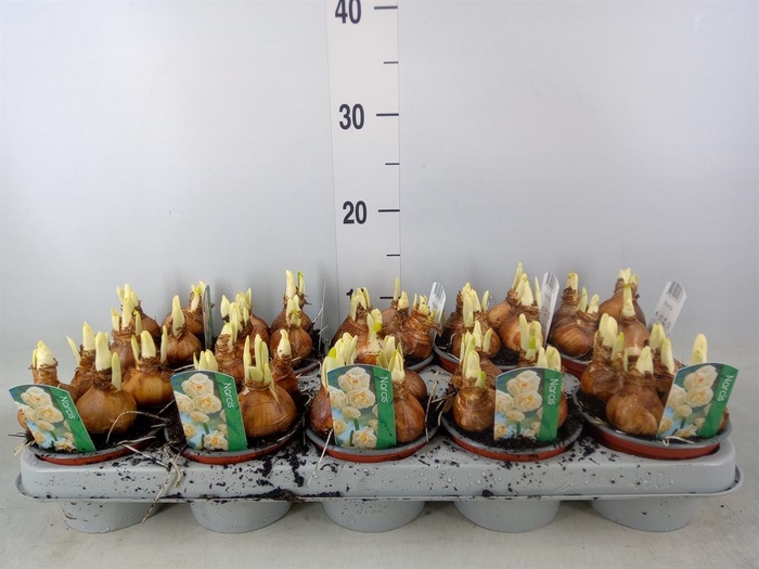 <h4>Narcissus DU 'Bridal Crown'</h4>