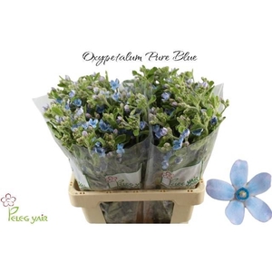 OXY CO TAN PURE BLU