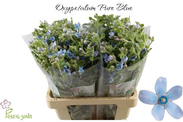 OXY CO TAN PURE BLU