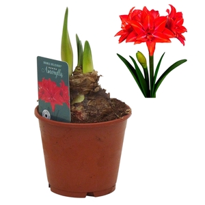 Hippeastrum Double Delicious dubbelbloemig