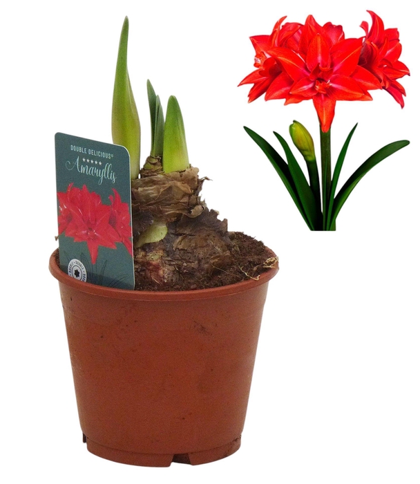 <h4>Hippeastrum Double Delicious dubbelbloemig</h4>