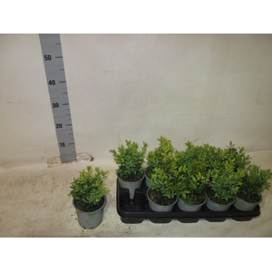 BUXU SEMPERVIRENS