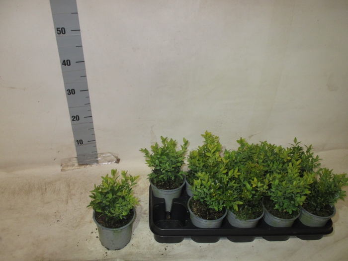 <h4>BUXU SEMPERVIRENS</h4>