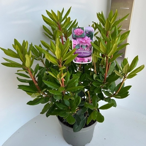 Rhododendron 'Roseum Elegans'