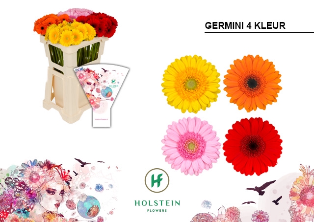 <h4>Germini Mix 3 kleuren Water x60</h4>